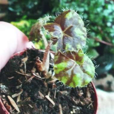 Begonia 'Tiger Paws'