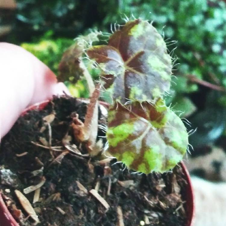 Plant image Begonia 'Tiger Paws'