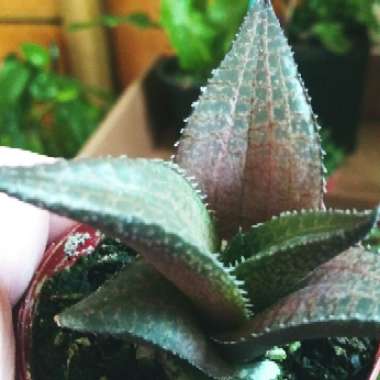 Haworthia Venosa ssp. Tessllata