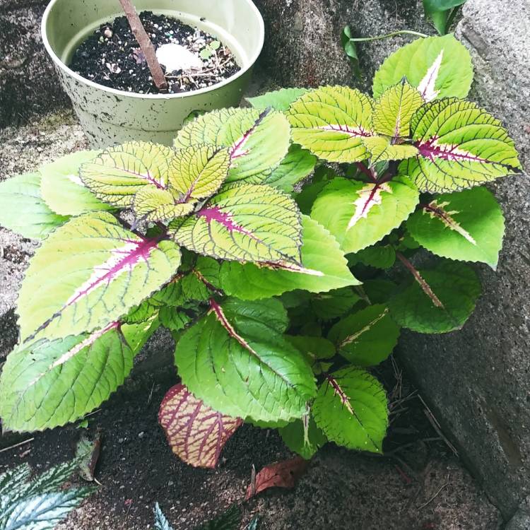 plant image 1517716
