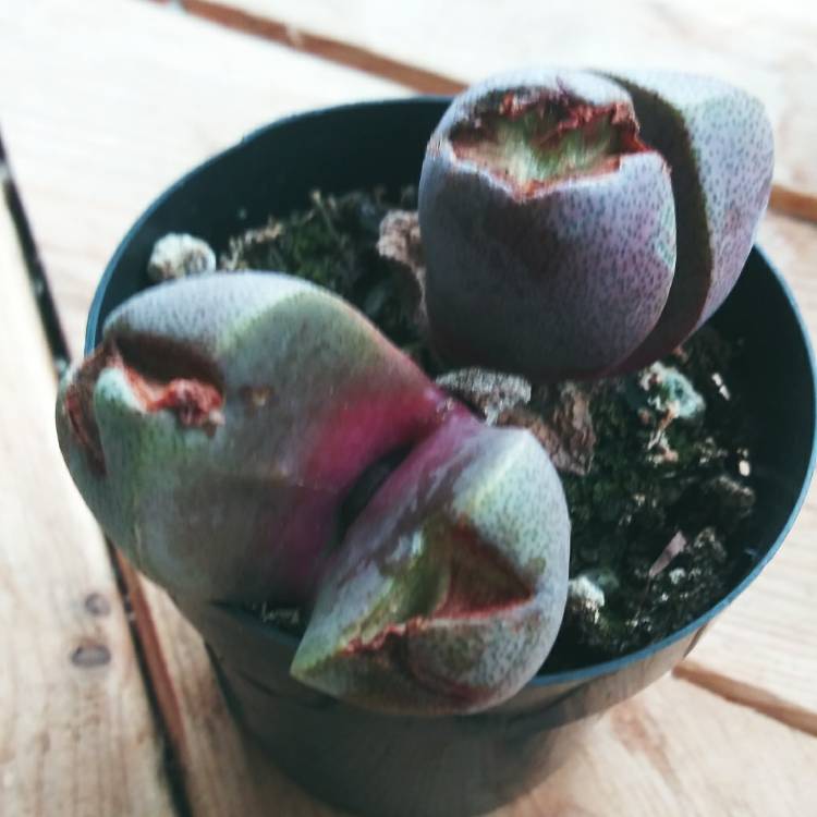 plant image 1517961
