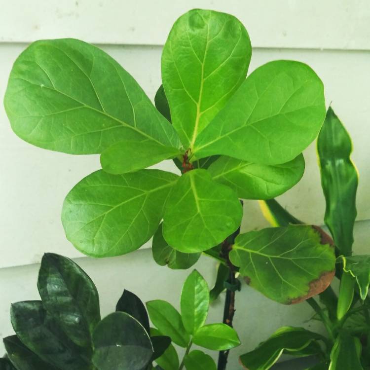 plant image 1518236