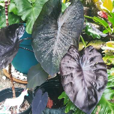 Colocasia esculenta 'Black Coral' (Royal Hawaiian Series)