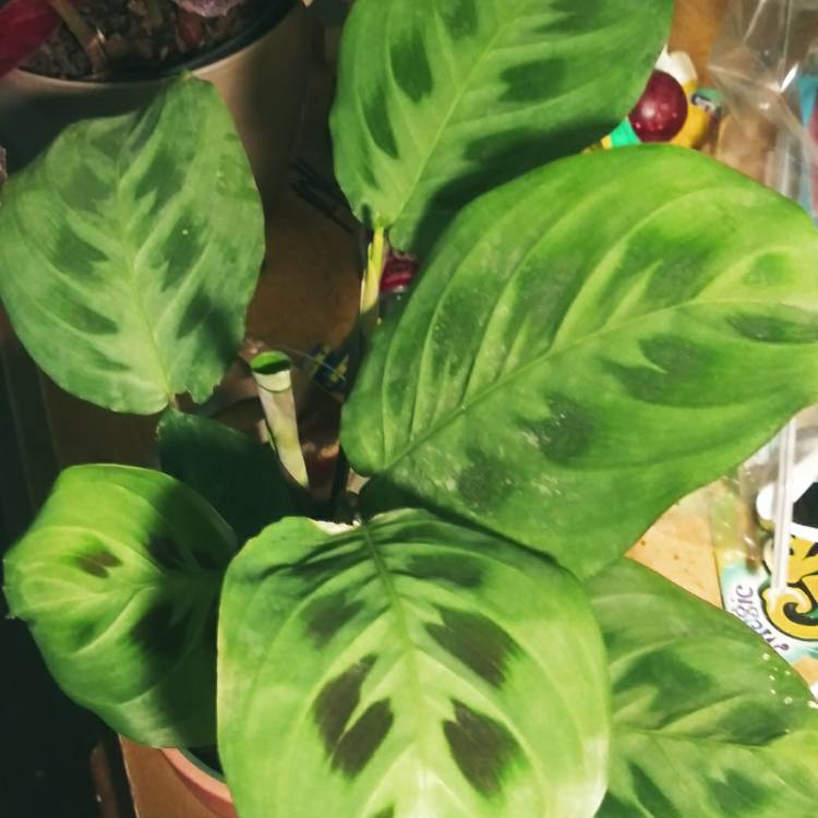 Plant image Maranta leuconeura 'Kerchoveana'