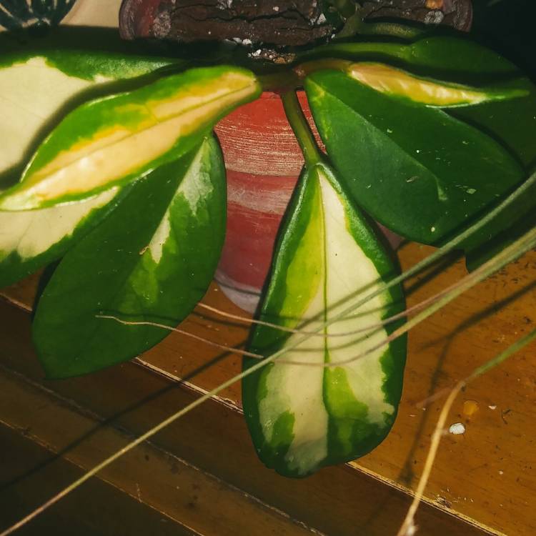 Plant image Hoya carnosa 'Krimson Princess' syn. Hoya carnosa 'Rubra'