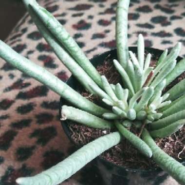 Senecio Scaposus