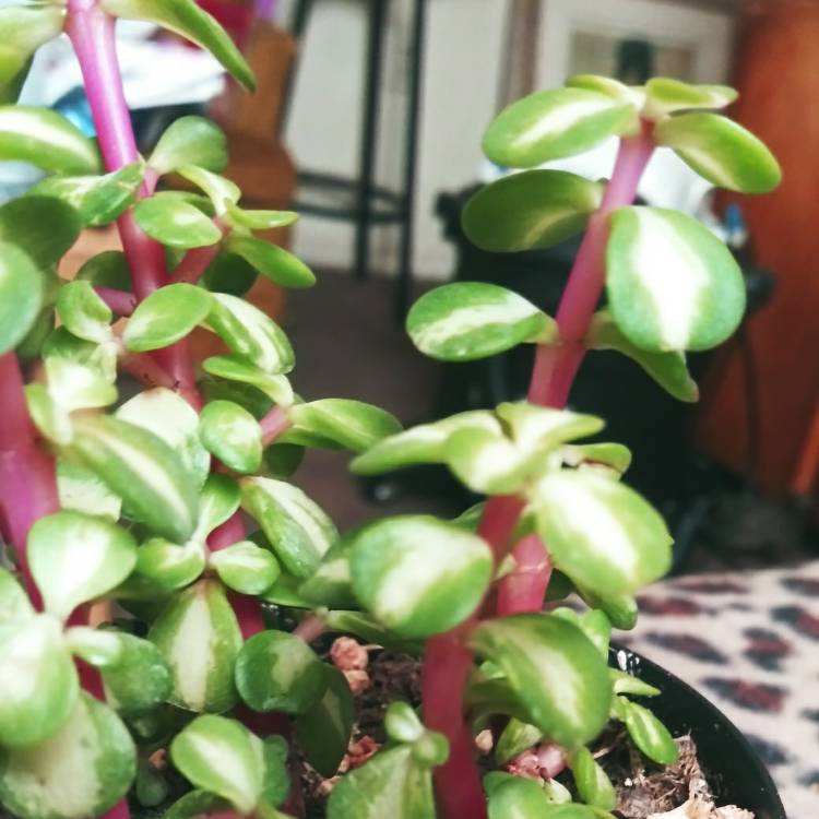Plant image Portulacaria Afra 'Medio-picta'