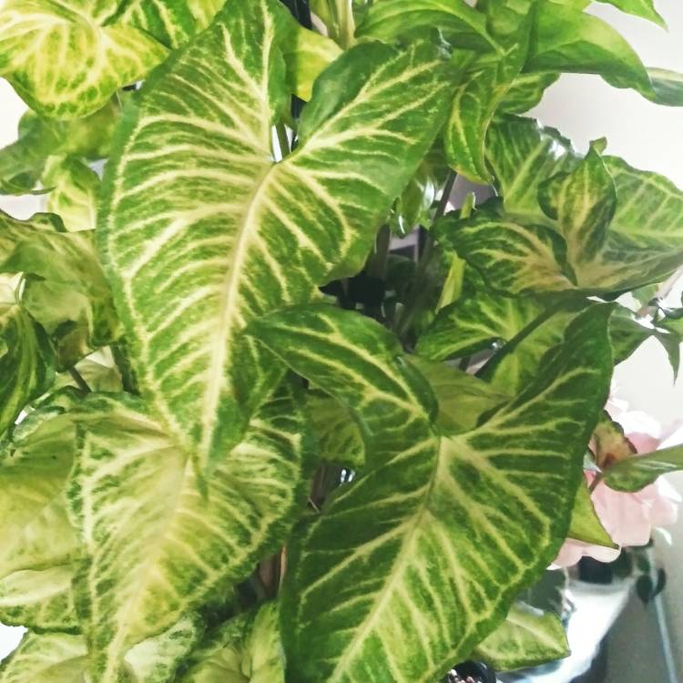 Plant image Syngonium 'Batik'