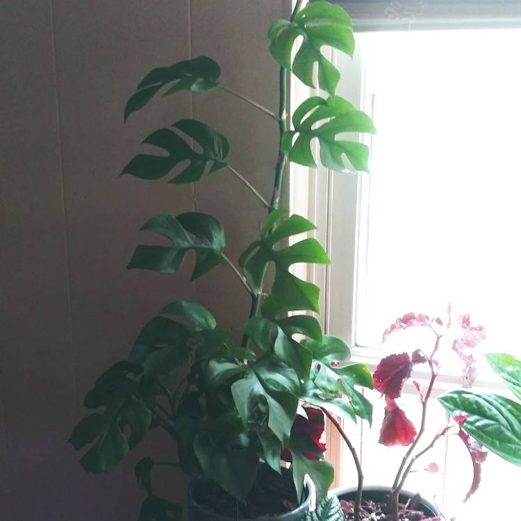 plant image 1539877 plant image 1539877