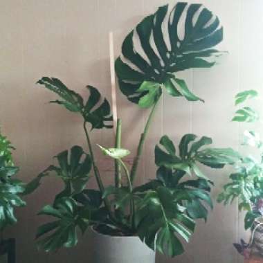 Monstera deliciosa