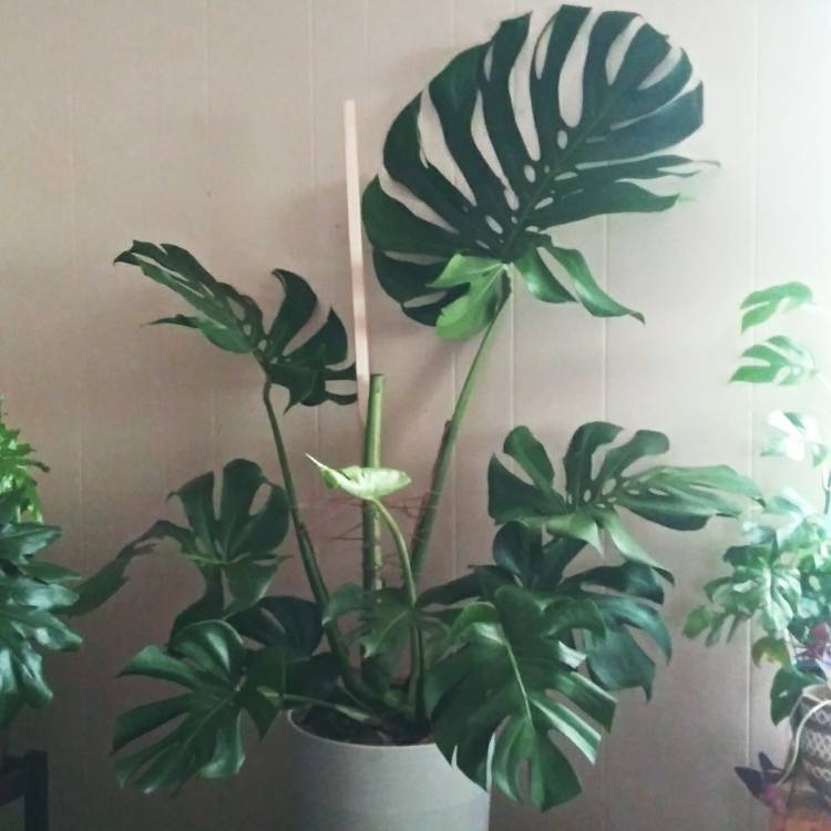 plant image 1540253
