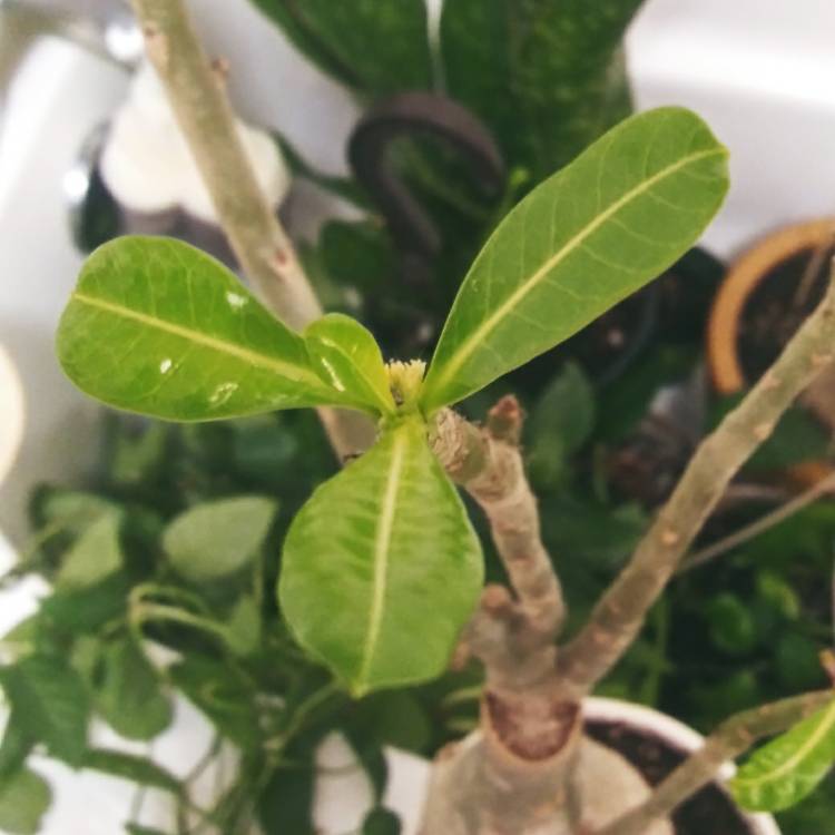 plant image 1561596