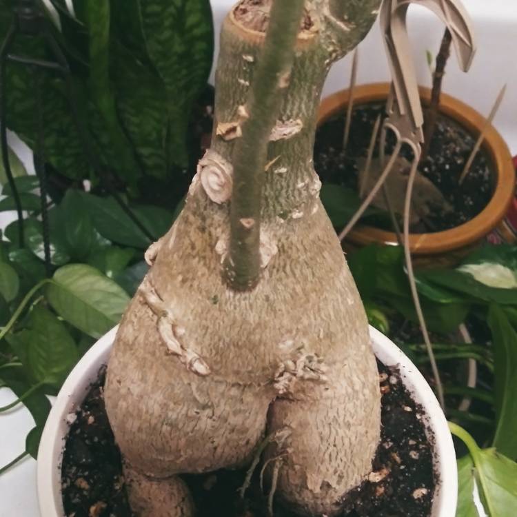 plant image 1561597
