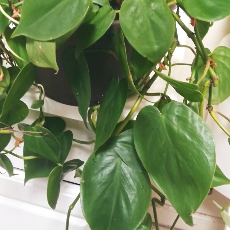 plant image 1561599