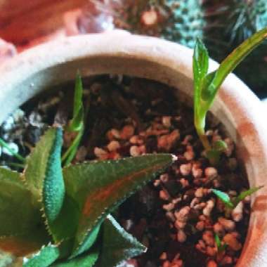 Haworthia Venosa ssp. Tessllata