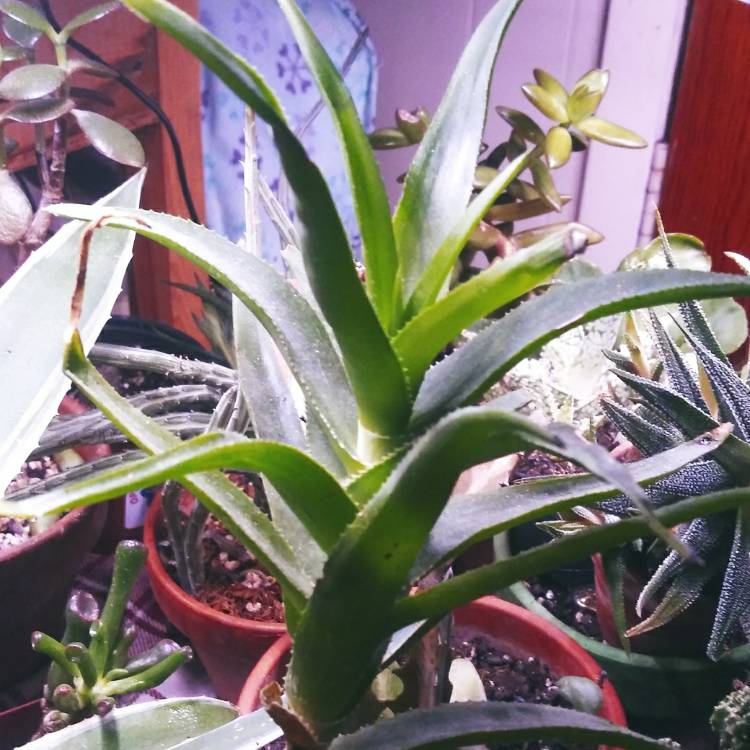 plant image 1574216