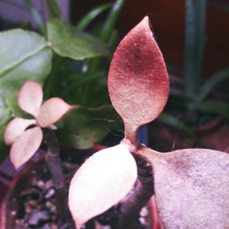 plant image 1574225 plant image 1574225