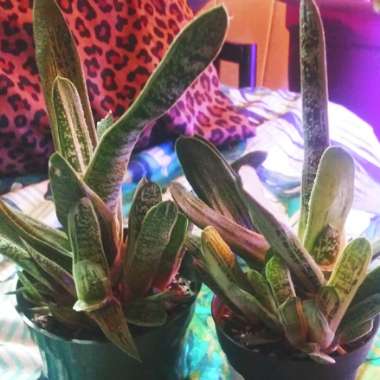 Gasteria