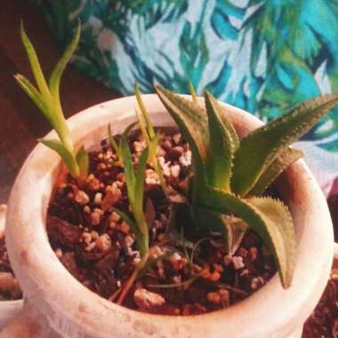 Haworthia Venosa ssp. Tessllata