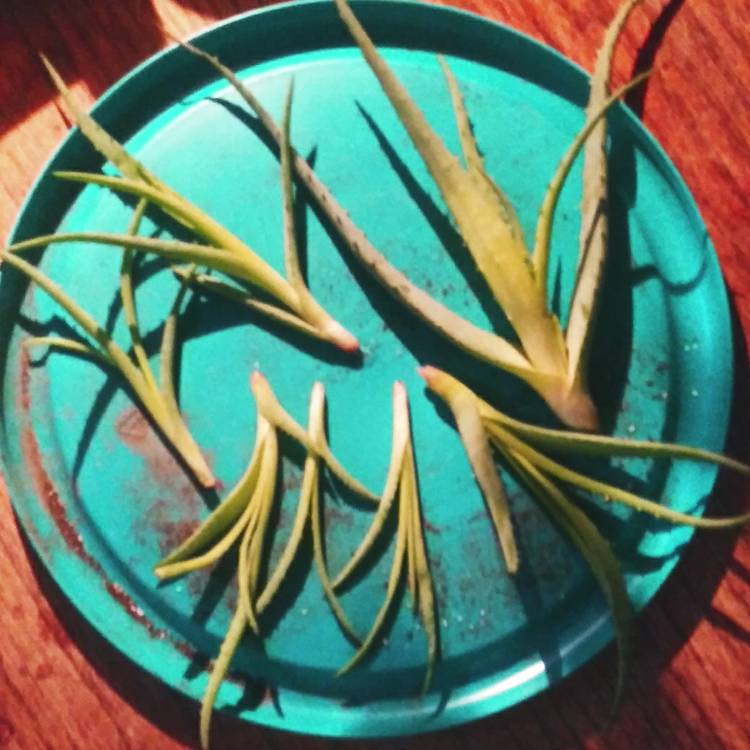 Plant image Aloe 'Blue Elf'