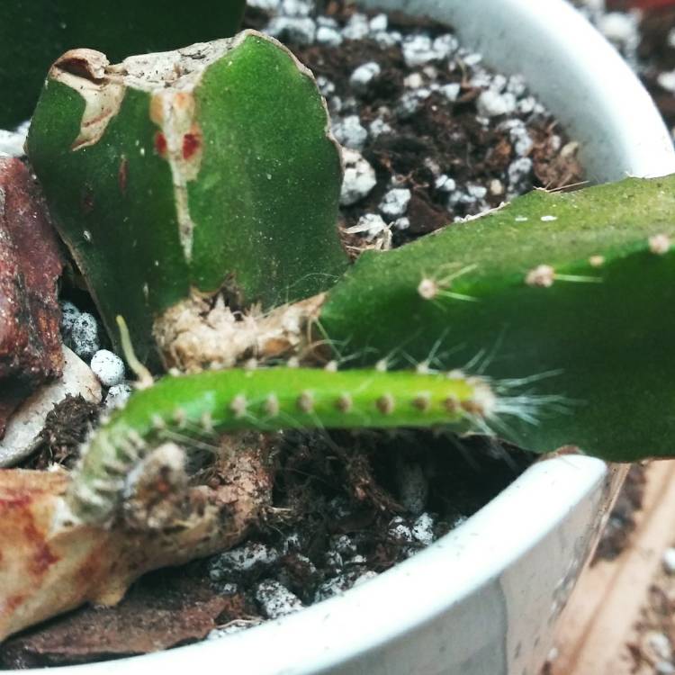 plant image 1580525
