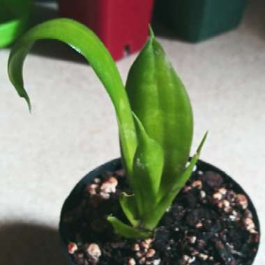 Sansevieria Moonshine