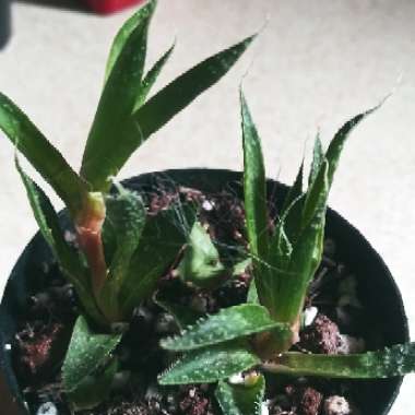 Haworthia