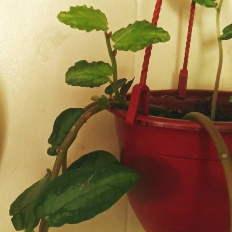 Plant image Pellionia Repens