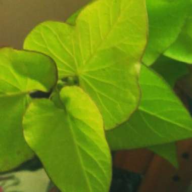 Ipomoea batatas