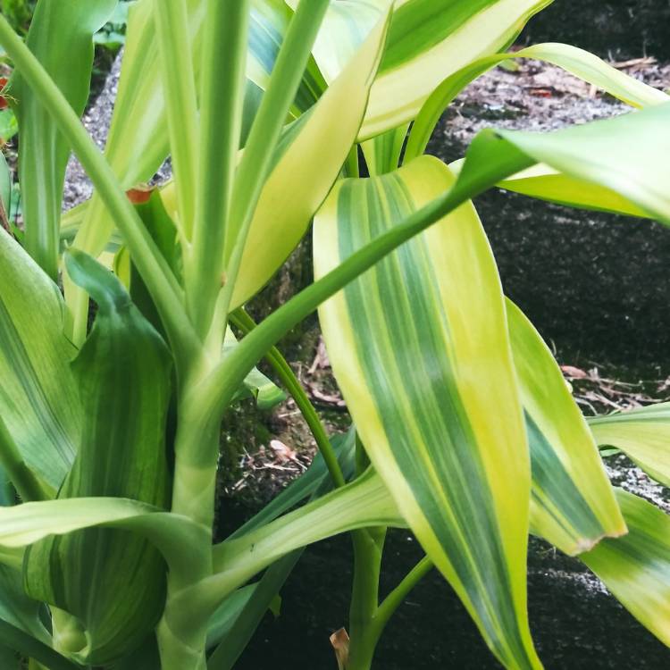 plant image 1590245