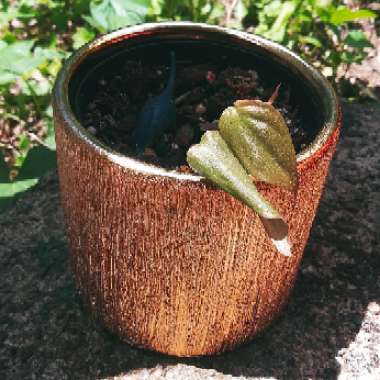 Philodendron micans