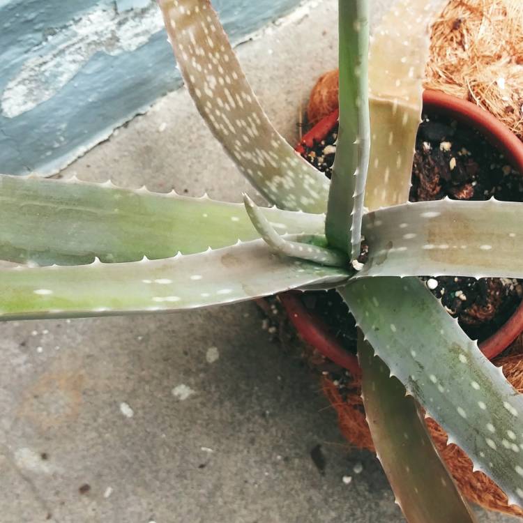 plant image 1595677