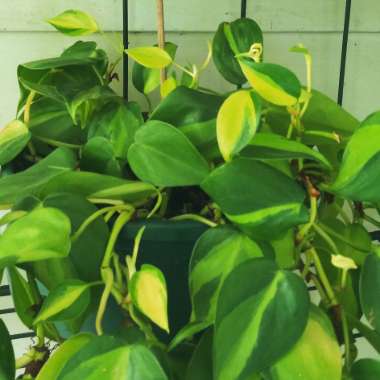 Philodendron hederaceum var. oxycardium 'Brasil' syn. Philodendron hederaceum 'Brasil', Philodendron 'Brasil', Philodendron scandens 'Brasil'