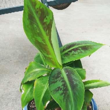 Ensete