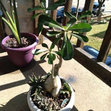 Adenium obesum