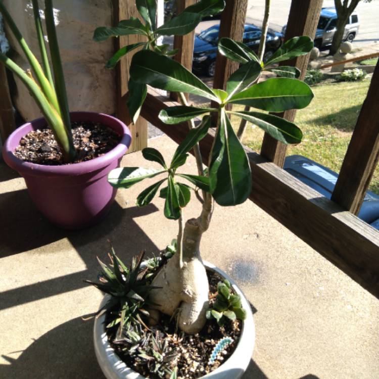 plant image 1606423
