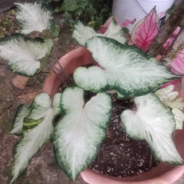 plant image 1609795