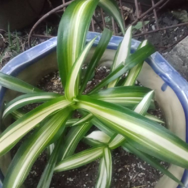 plant image 1609805 plant image 1609805