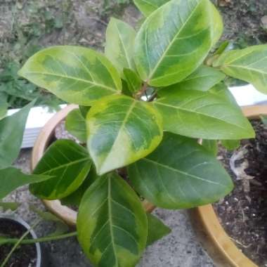 Ficus altissima 'Variegata'
