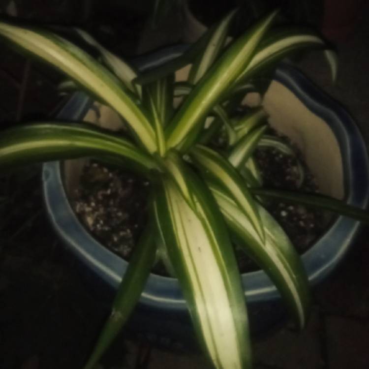plant image 1612964 plant image 1612964