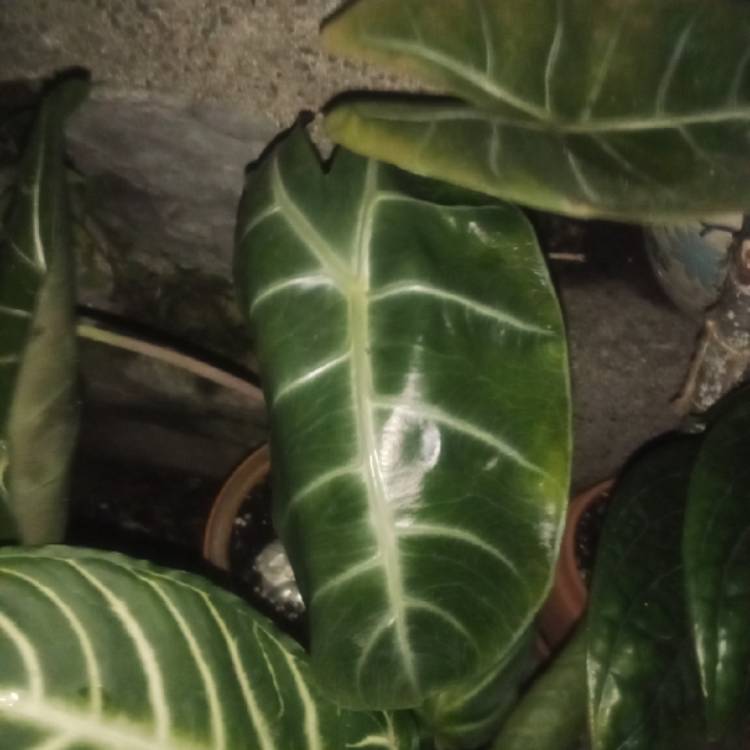 plant image 1612969 plant image 1612969