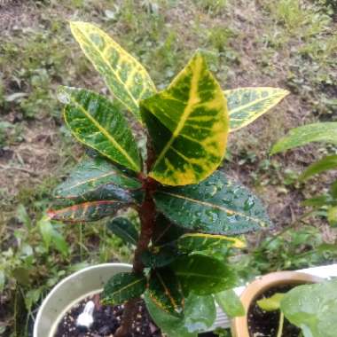 Codiaeum variegatum 'Petra'