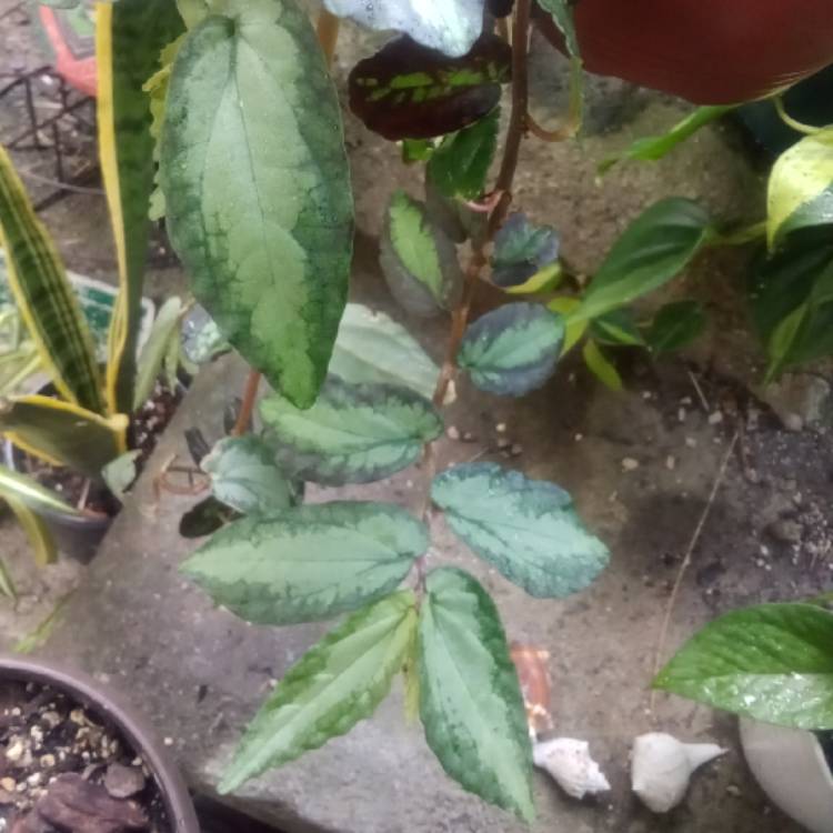 plant image 1618060