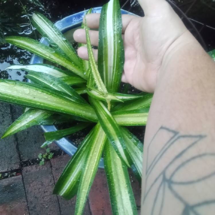 plant image 1618061 plant image 1618061