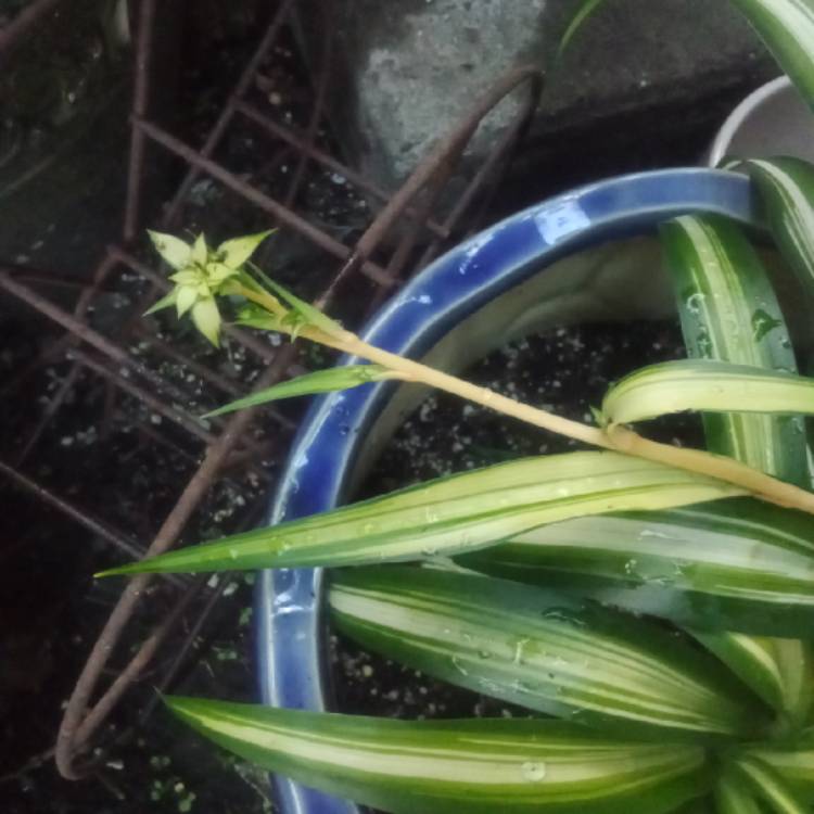 plant image 1620273 plant image 1620273
