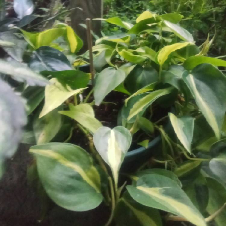 plant image 1620338 plant image 1620338