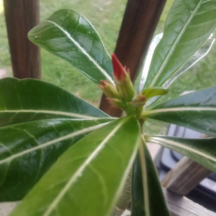 plant image 1621293