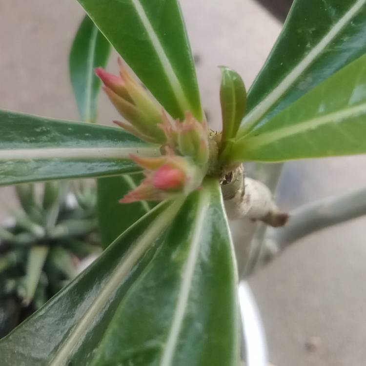 plant image 1621295