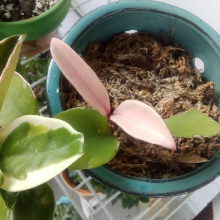plant image 1621297 plant image 1621297
