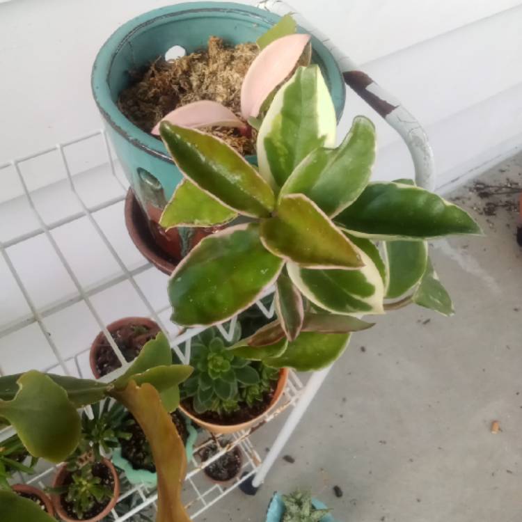 plant image 1621298 plant image 1621298